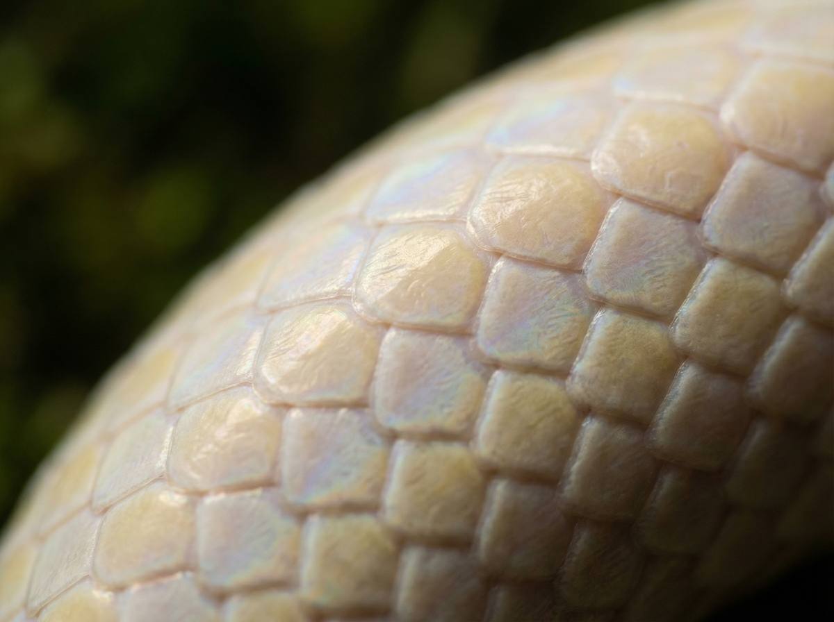 91蟒蛇微距视频 - 蟒蛇鳞片微距摄影技巧分享